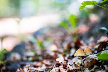 Forrest mushrooms on autumn cover