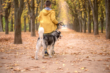 Back view of the boy  walking with husky dogs in the forest