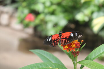 butterfly on flower