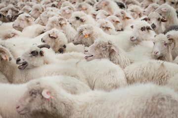 Mieszanie owiec w Koniakowie © Radosaw