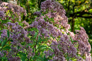Obraz premium Eupatorium maculatum Atropurpureum in garden