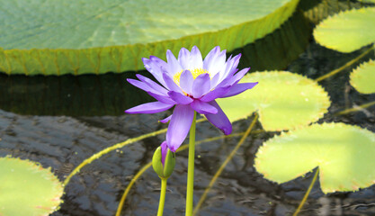 lotus flower in the pond