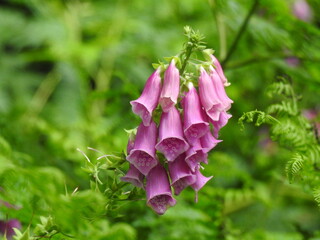 A pink flower with numerous bells