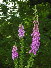 Pink bells on long stems in the forest