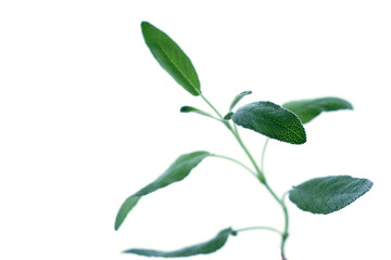Fresh sage