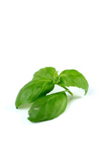 Basil