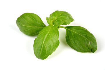 Basil
