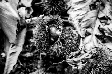 chestnut portrait one
