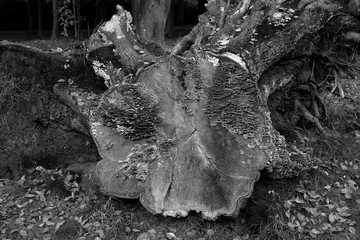 Alter umgestürzter Baum mit Jahresringen im Herbst im Schlosspark Lütetsburg bei Norden in...