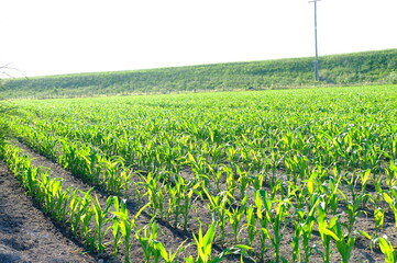 cornfield in spring