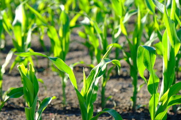 cornfield in spring