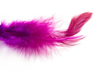 Violet bird Feather isolated on a white background