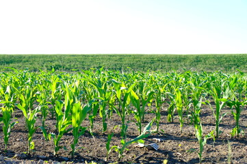 cornfield in spring