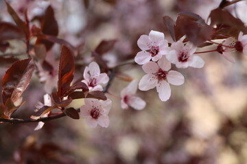blossom in spring