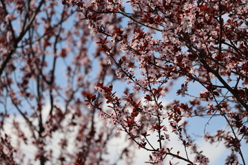 blossom in spring