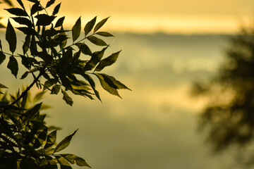 leaves of a tree at dawn