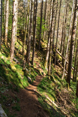 sentier dans une forêt sur une pente de montagne, dans les Alpes
