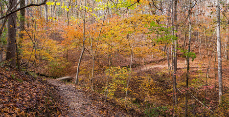 Obraz premium Winding Hiking Trail Through Fall Foliage