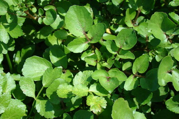 Watercress (Rorippa nasturtium-aquaticum)