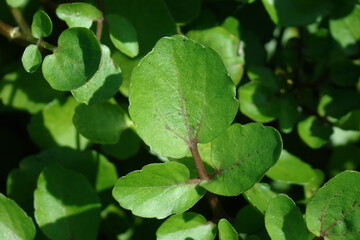 Watercress (Rorippa nasturtium-aquaticum)