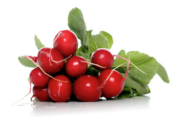 Studio shot of radish on white background