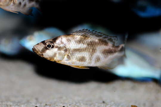 Livingston's kalingono cichlid - Nimbochromis livingstonii