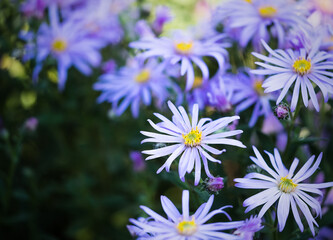 Purple Asters In The Flower Borders Of RHS Wisley Gardens, Hampshire