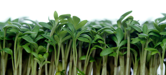 Close-up of garden cress