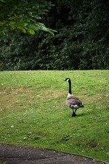 Canada goose walking on the grass in the park, Coventry, England, UK