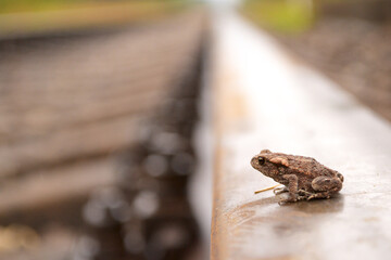 brown frog baby on the train track