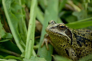frog in the grass