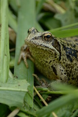 green frog closeup