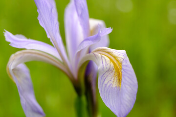 Light Purple iris flower closeup with green background