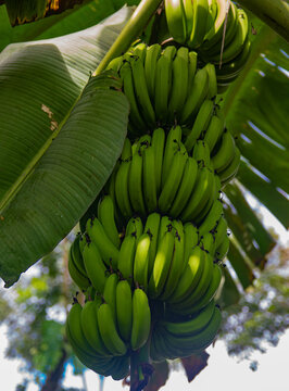Planta de guineo o bananas en Panam&aacute; con su frutos verdes 