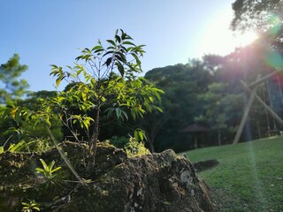 Obraz premium trees on the beach