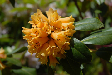 Yellow, trumpet shaped Azalea flowers in spring garden
