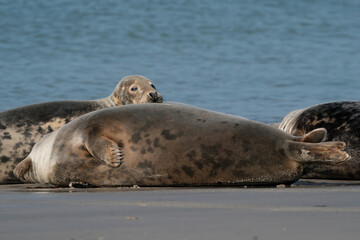 Fototapeta premium Funny lazy seals on the sandy beach of Dune, Germany A seal looks straight into the camera