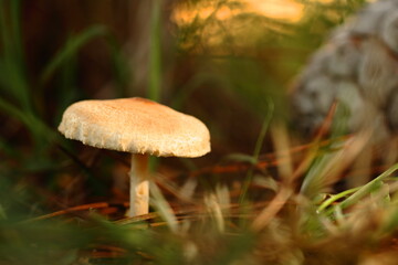 mushrooms on the ground