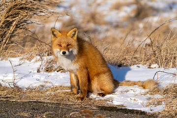 冬のキタキツネ