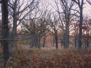 Fototapeta na wymiar Morning in the forest: Late autumn scenic view of a forest looking through rows of bare trees with fall-colored vegetation covering the forest floor at the morning 