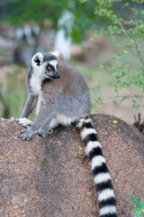 Ring lemur in Madagaskar