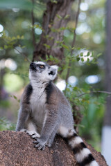 Ring lemur in Madagaskar