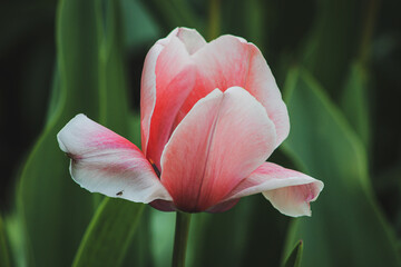 Pink Flower with Green Background