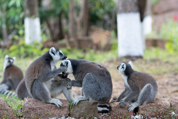 Ring lemur in Madagaskar