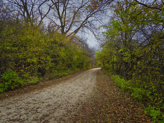 Path in the forest: A gravel path covered in fall leaves with a mix of bare trees and trees with green leaves with under a blue sky in a scenic landscape view