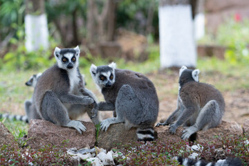 Ring lemur in Madagaskar