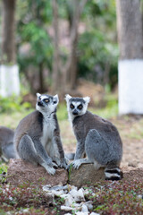 Obraz premium Ring-tailed lemur in its habitat, Madagascar
