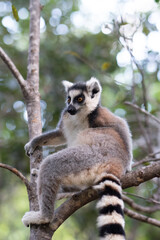 Naklejka premium ring tailed lemur in Madagaskar