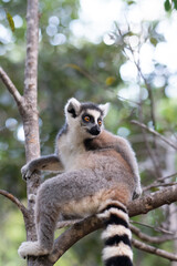 ring tailed lemur in Madagaskar