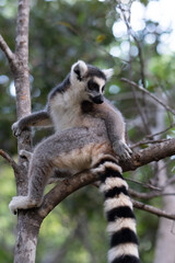 ring tailed lemur in Madagaskar © Jeroen Kleiberg